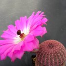 Fresh 10pcs ECHINOCEREUS rigidissimus v. rubispinus Fresh Seeds rare cactus