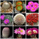 Fresh 10pcs ECHINOCEREUS Mix Fresh Seeds samen rare cactus
