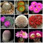 Fresh 10pcs ECHINOCEREUS Mix Fresh Seeds samen rare cactus