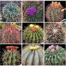 Fresh 10pcs Ferocactus Mix Fresh Seeds samen rare cactus