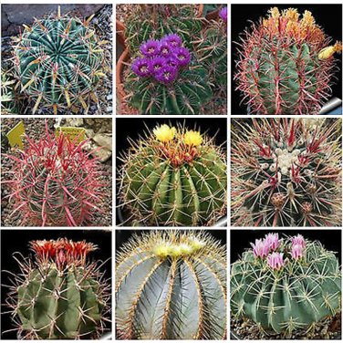Fresh 10pcs Ferocactus Mix Fresh Seeds samen rare cactus