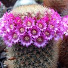 Fresh 10pcs MAMMILLARIA pilcayensis samen rare cactus seeds