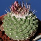 Fresh 10pcs Strombocactus disciformis seeds