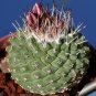 Fresh 10pcs Strombocactus disciformis seeds