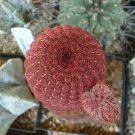 Fresh 10pcs Echinocereus rigidissimus v rubispinus Seeds