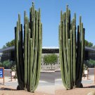 Fresh 10pcs Pachycereus marginatusi (Mexican Fencepost) Cactus Seeds