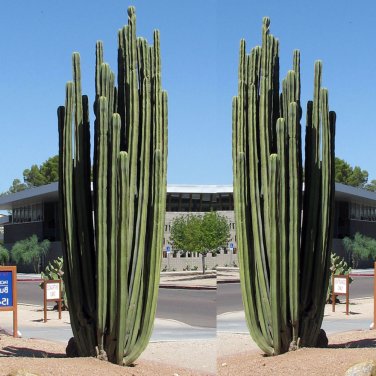 Fresh 10pcs Pachycereus marginatusi (Mexican Fencepost) Cactus Seeds