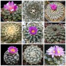 Fresh 10pcs Prickly Pears Rock Peony mixed seeds (Ariocarpus)