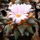 Fresh 10pcs Ariocarpus retusus confusus Seeds. Deep Magenta Flowers