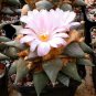 Fresh 10pcs Ariocarpus retusus confusus Seeds. Deep Magenta Flowers