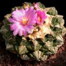 Fresh 10pcs ariocarpus fissuratus seeds Peonies with tortoise shell seeds of cacti