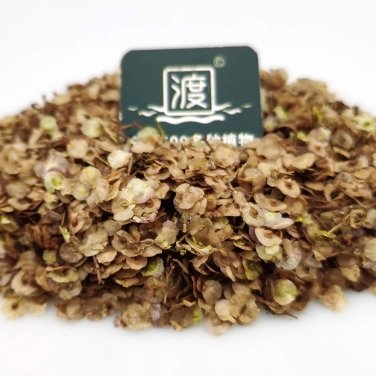 Fresh 20pcs Ixeris denticulata Mountain bitter Mai vegetables seeds