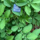Fresh 10pcs Agrimonia pilosa Ledeb ( agrimony seeds )