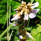 Fresh 10pcs seed Jicama Pachyrhizus Erosus Organic Vegetables Home Garden