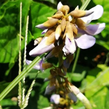 Fresh 10pcs seed Jicama Pachyrhizus Erosus Organic Vegetables Home Garden