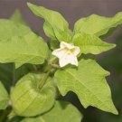 Fresh 50pcs Physalis alkekengi L garden plant seeds