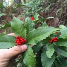 Fresh 50pcs Sarcandra glabra (Thunb.) Nakai garden plant seeds