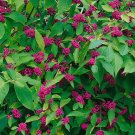 Fresh 50pcs Callicarpa bodinieri Levl Seeds