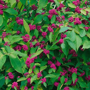 Fresh 50pcs Callicarpa bodinieri Levl Seeds