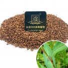 Fresh 100pcs Pink Knotweed Polygonum Wetland Flower Herb Seeds polygonaceae plant