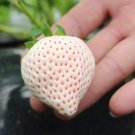 Fresh 200pcs Strawberry Seeds Pineberry Seeds Sweet Heirloom Rare Seeds