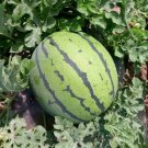 Fresh 25pcs Watermelon Seeds | Organic Fruit Watermelon
