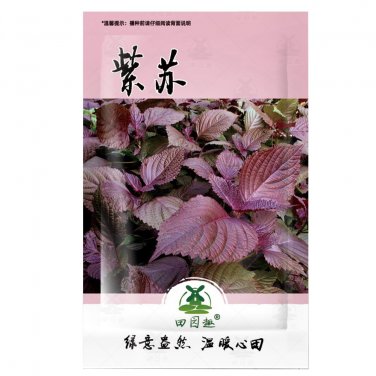 Fresh 1000pcs Perilla Seeds | KKaennip Gaennip Sesame Beefsteak Shiso Asian Seed