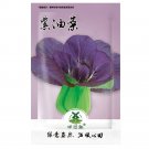 Fresh 1200pcs Purple Lady Bok Choy | Pak Choi Seeds Pok Asian Vegetable Chinese Seed