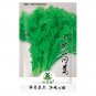Fresh 2000pcs Garland Chrysanthemum Seeds Tong Ho edible Chrysanthemum coronarium Asia