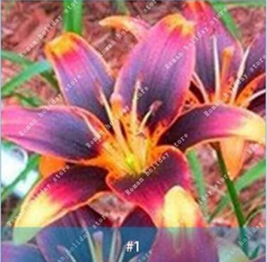 Fresh 2PCS Amaryllis Bulbs Black Red Golden Trible Color