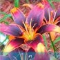Fresh 2PCS Amaryllis Bulbs Black Red Golden Trible Color