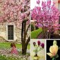 Fresh 100PCS Magnolia Garden s Seeds Mixed Pink Purple Dark Purple Orange Colors