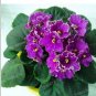 Fresh 200PCS African Violet Seeds Purple Damask Petala with White Edge