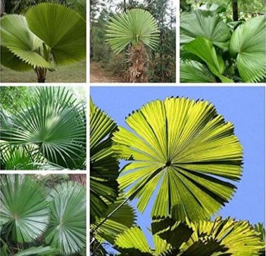 Fresh 10PCS Licuala grandis Palm Tropical Evergreen Fan Shaped Seeds