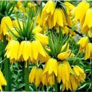 Fresh 20PCS Yellow Imperial Crown bonsais Fritillaria imperialis Lutea Flowers Seeds