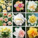 Fresh 20PCS Narcissus Flower Seeds Mixed 9 Colors Flowers