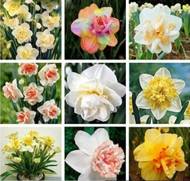 Fresh 20PCS Narcissus Flower Seeds Mixed 9 Colors Flowers