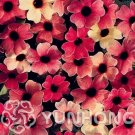 Fresh 10PCS Thunbergia Alata Seeds Black Eyed Susan Vine Rose Red Light Yellow Colors