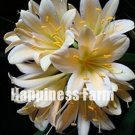 Fresh 100PCS Clivia Seeds Milky Yellowish White Colors