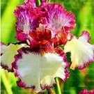 Fresh 20PCS Iris tectorum Seeds Red Rose Red White Colorful Flowers