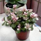 Fresh 50pcs Portulacaria afra sementes Seeds