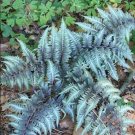 Fresh 100pcs Japanese Painted Fern Seeds Light Greyish Green Leaves