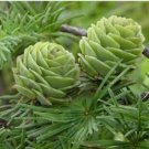 Fresh 50PCS Larch Pine Tree Plants Seeds