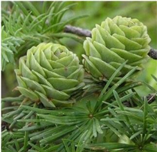 Fresh 50PCS Larch Pine Tree Plants Seeds