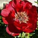 Fresh 100PCS Portulaca grandiflora Seeds Dark Red Double Flowers