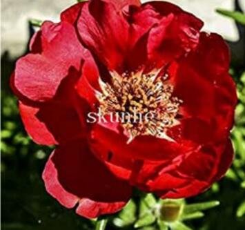 Fresh 100PCS Portulaca grandiflora Seeds Dark Red Double Flowers