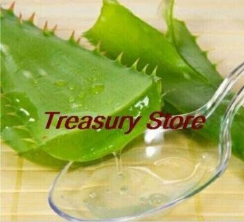 Fresh 200PCS Aloe Seeds Houseplants Succulent Aloe Vera Green Color