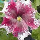 Fresh 200PCS Hibiscus ROSA SINENSIS Flower Seeds Dark Flowers with White Damask Edge