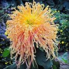 Fresh 200PCS Chrysanthemum Chrysanthemum Flowers Seeds Spider Orange Yellowish Flowers