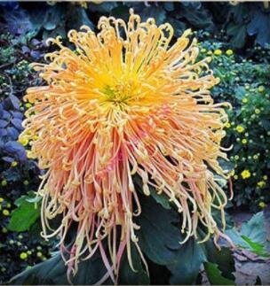 Fresh 200PCS Chrysanthemum Chrysanthemum Flowers Seeds Spider Orange Yellowish Flowers